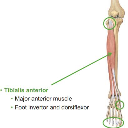 <ul><li><p>Tibialis anterior:</p><ul><li><p>dorsiflexor of the ankle</p></li><li><p>found in the anterior part of your tibia</p></li><li><p>Major anterior muscle</p></li><li><p>Foot inventor and dorsiflexor</p></li></ul></li></ul>