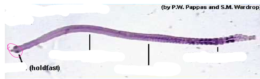 <p>what specie, stage, parts</p>