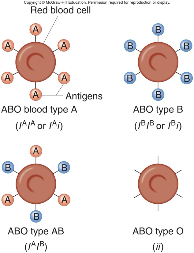 <p>2 different alleles can be expressed at the same time; each allele produces a distinct phenotype that can be detected in heterozygous individuals; ex red blood cells - Ai/Bi = type A or B, ii = type O, but AB = type AB and both the A antigen and B antigen are expressed</p>