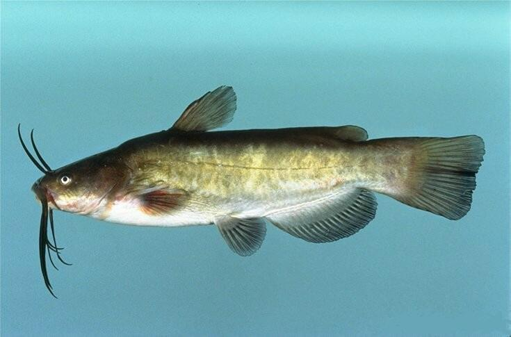 <p>Brown Bullhead</p>