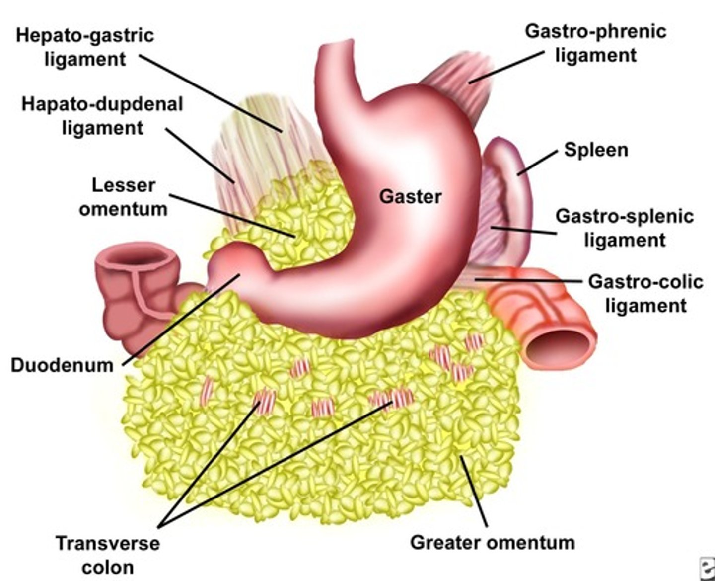 <p>gastrophrenic ligament</p><p>gastrosplenic ligament</p><p>gastrocolic ligament</p>