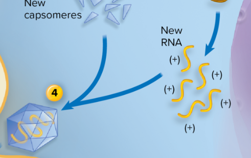 <p>• Mature virus particles are constructed from the growing pool of parts<br>• Capsid is first laid down as an empty shell that will serve as a receptacle for the nucleic acid strand<br>• Viral spikes are inserted into the host’s cell membrane so they can be picked up as the virus buds off with its envelope</p>
