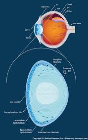 <p>The <strong><em></strong></em>__ is the clear structure in the eye that focuses light onto the retina for clear vision.</p>