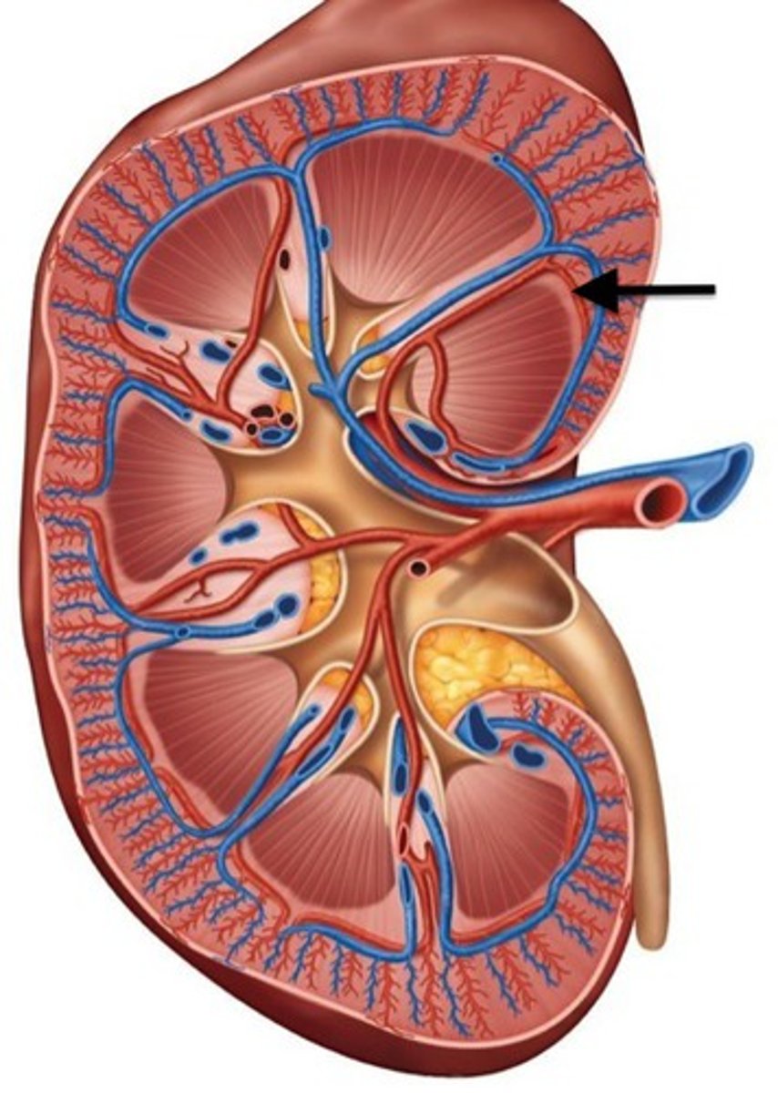 <p>What part of the renal blood supply is this?</p>