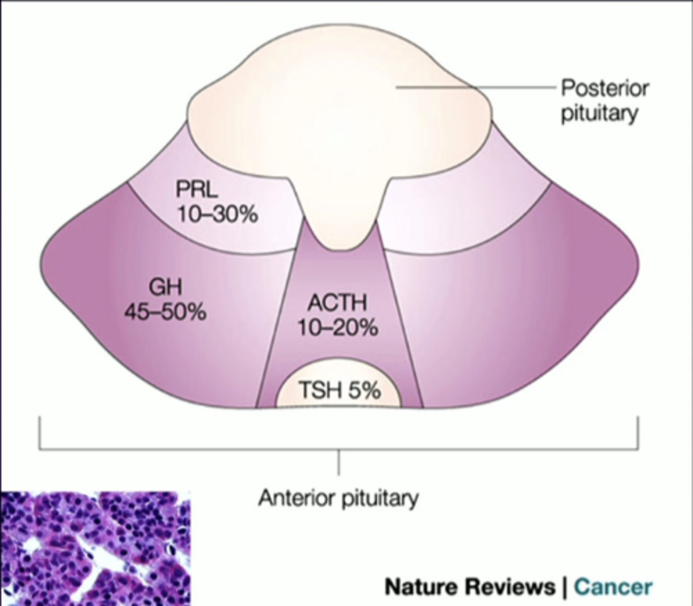 <p>anterior pituitary cell types (-trophs)</p><p>growth hormone </p>