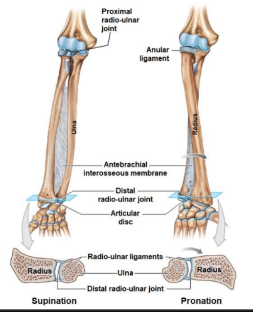 <ul><li><p>Proximal radio-ulnar joint</p></li><li><p>Annular ligament</p></li><li><p>Antebrachial interosseous membrane</p></li><li><p>Distal radio-ulnar joint</p></li><li><p>Articular disc</p></li><li><p>Radio-ulnar ligaments</p></li><li><p>ulna</p></li><li><p>Distal radio-ulnar joint</p></li></ul>