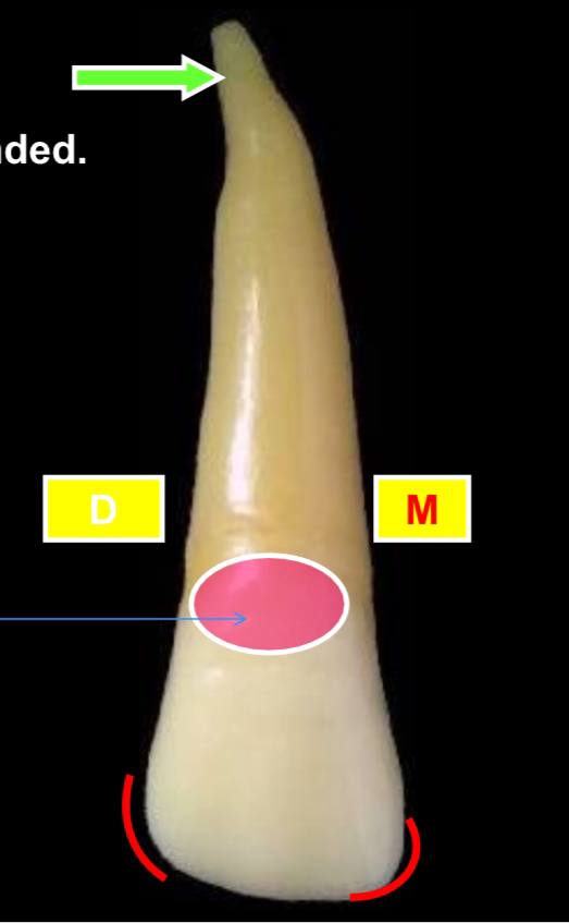<p>the red circle is what?</p>