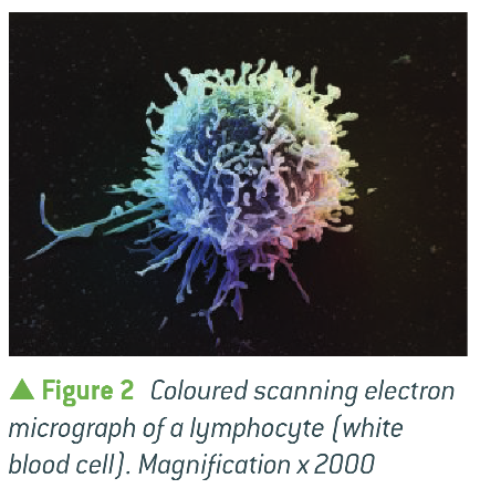 <p>Scanning Electron Microscope </p>