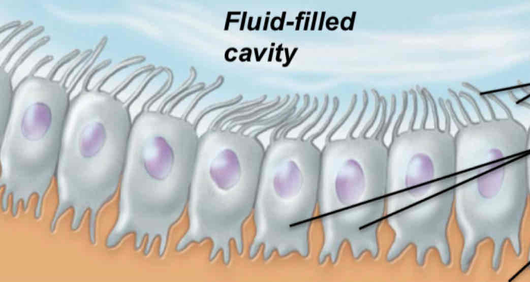 <p>What type of neuroglia is this?</p>