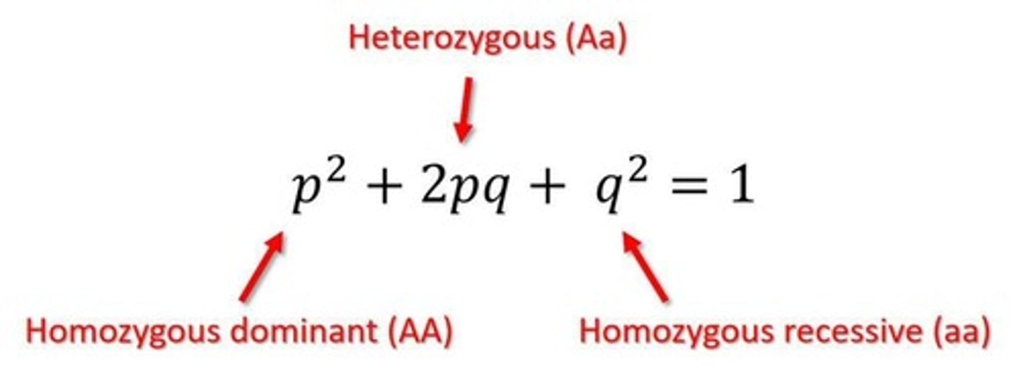 <p>p^2 + 2pq + q^2 = 1</p><p>p+q=1</p>