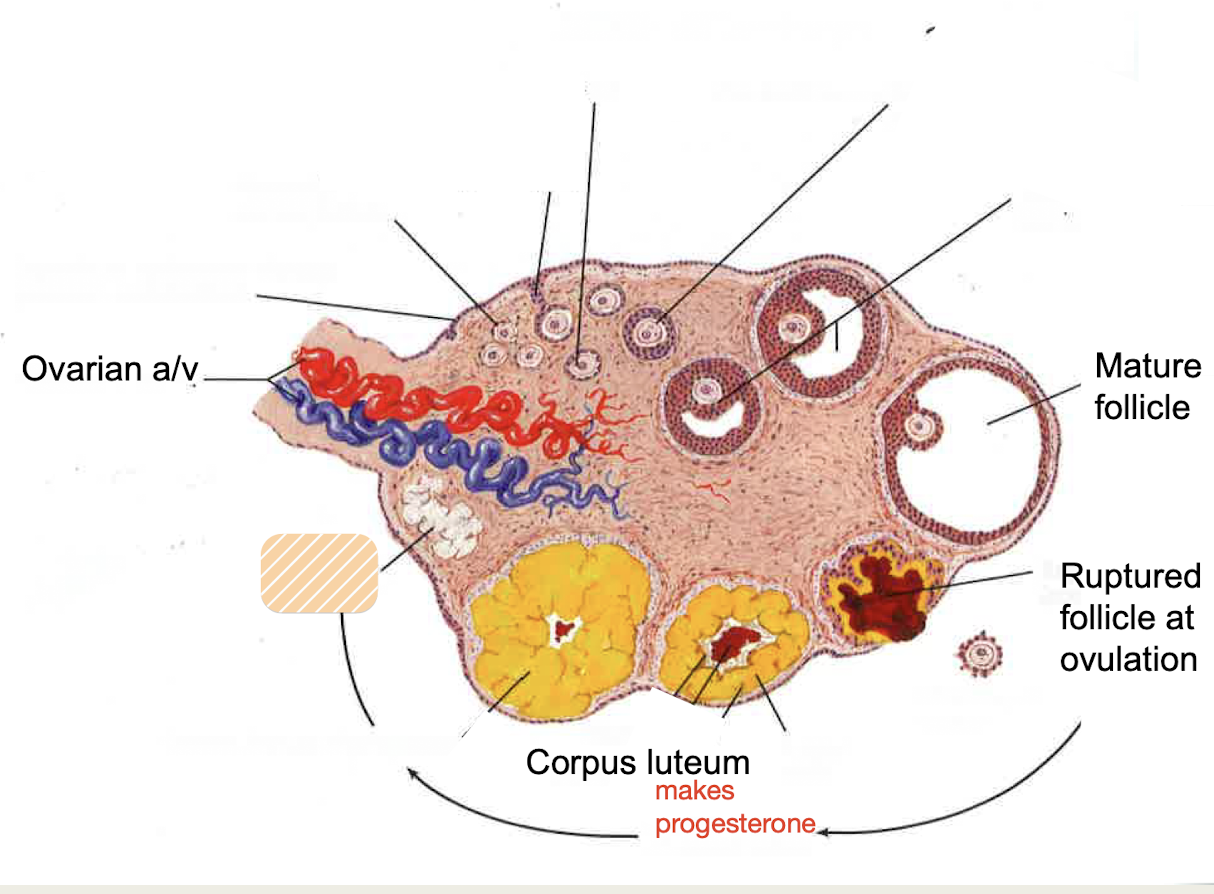 <p><span>degenerated corpus luteum, forms in the absence of fertilization</span></p>