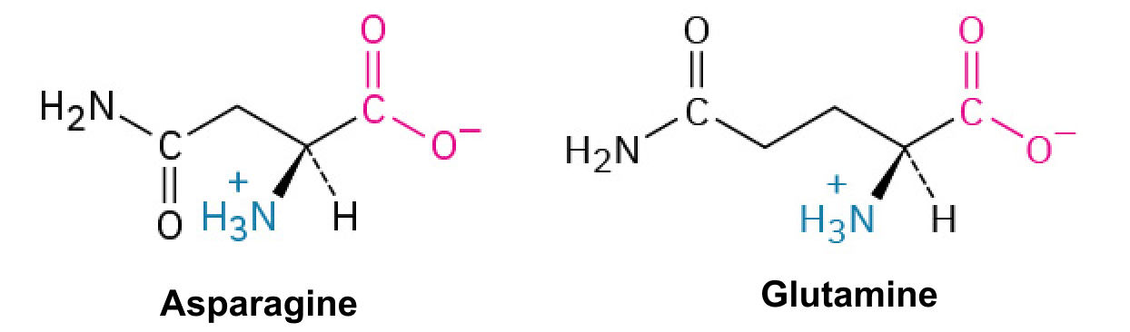<p>These contain amide groups <span>that do not gain or lose protons, remaining neutral in charge and often involved in hydrogen bonding.</span></p>