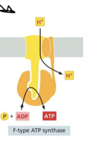 <p>use H+ gradient across membrane to drive syntehsis of ATP from ADP and P</p><ul><li><p>found in bacteria and mitochondria</p></li></ul>