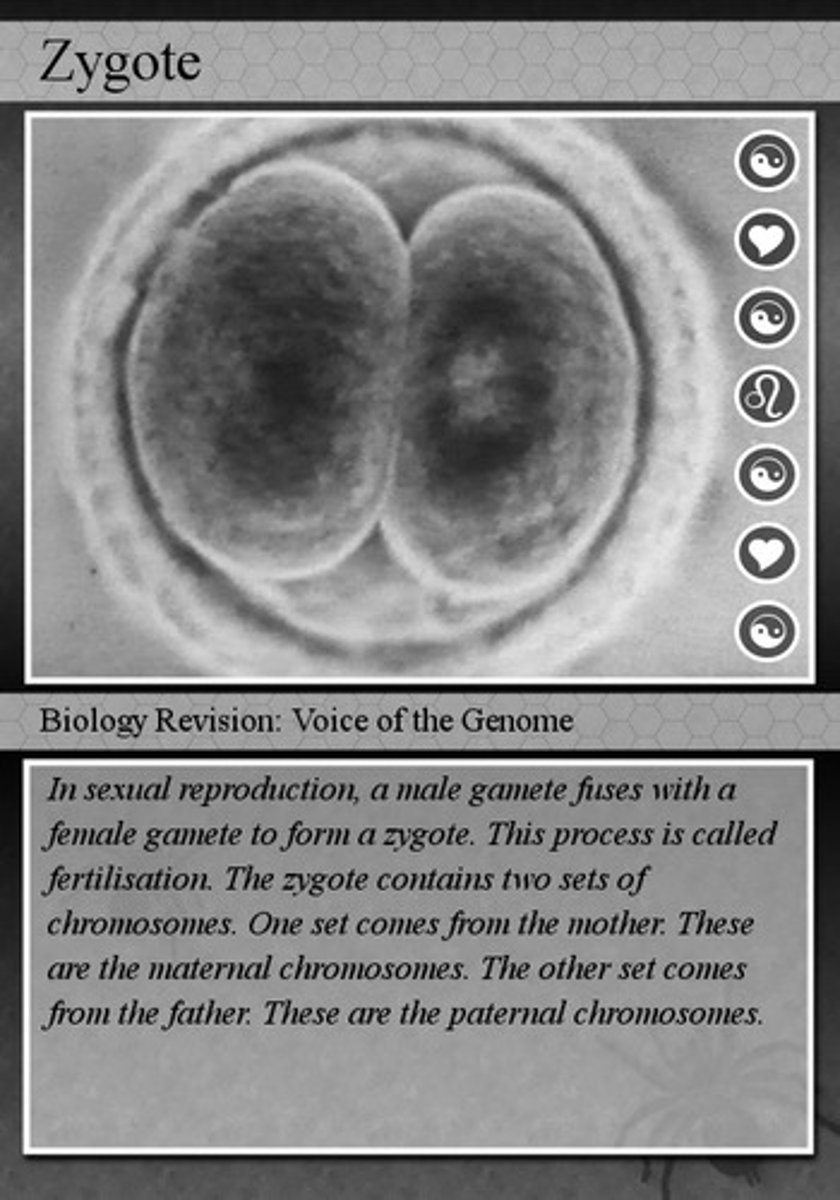 <p>The first cell of a new organism formed by the union of a sperm and an egg.</p>