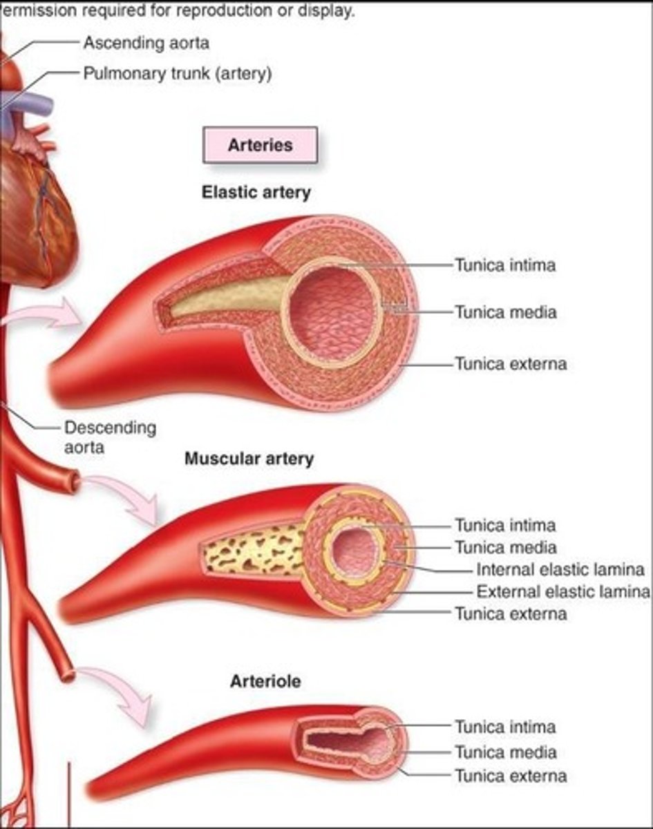 <p>Carries blood away from the heart.</p>
