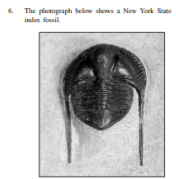 <p>What is the best classification of this fossil, and during which geologic time period did the organism that produced this fossil exist?</p>