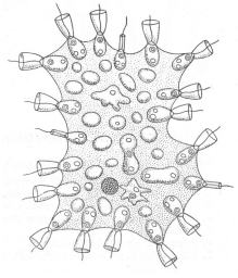 <p>Choanoflagellata - trubénky, jednobuněčná, často koloniální</p>