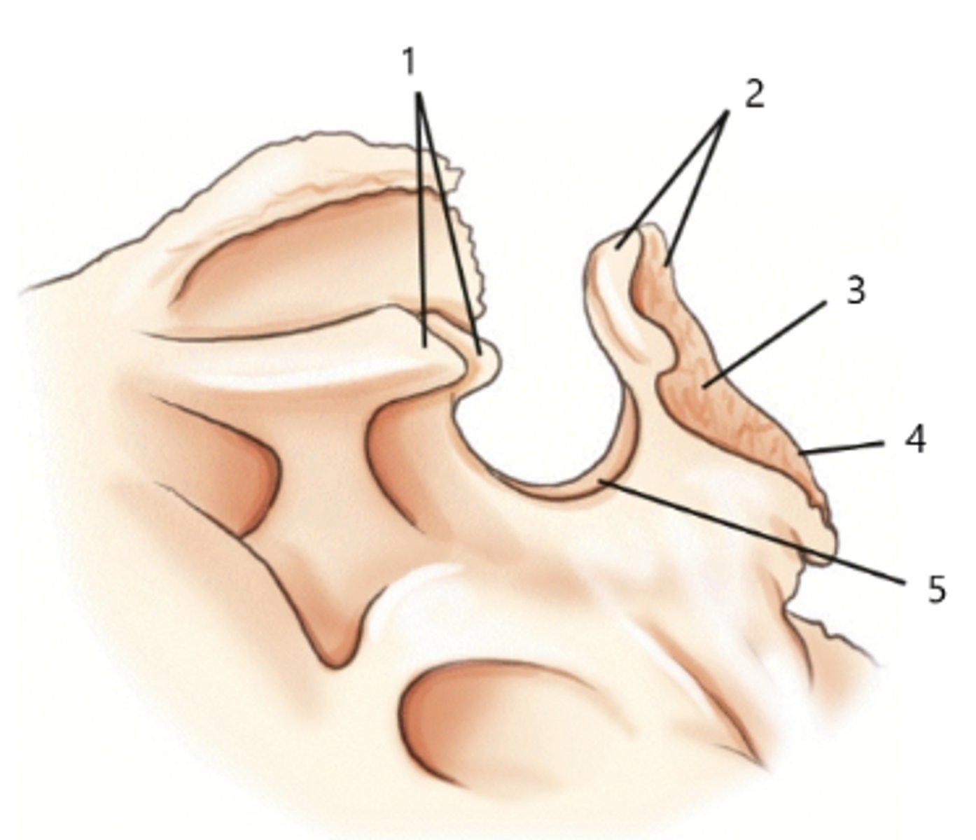 <p>What structure is identified by the number 2?</p>