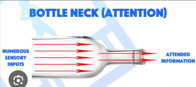 <p>Bottleneck Theory’s:</p>