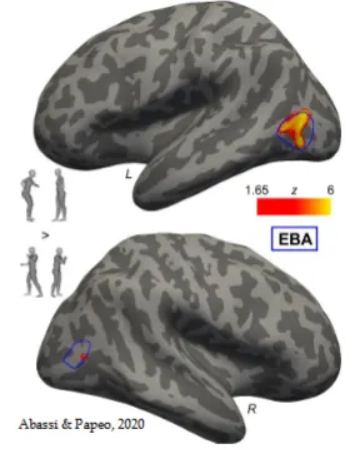 <p>Current research confirms that the Extrastriate Body Area (EBA) plays a key role in coding the spatial relationships of body parts. </p><p>It primarily focuses on processing the visual perception of the human body and its parts, as well as integrating this information with motor actions and proprioception. </p>