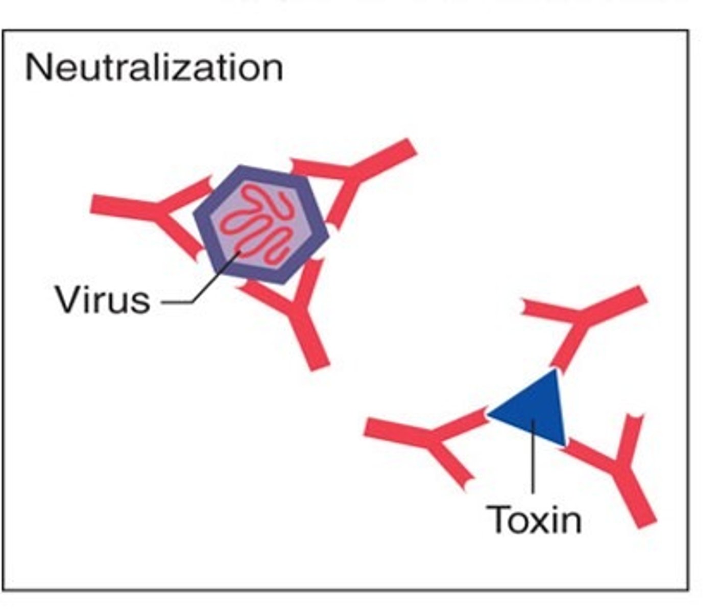 <p>A substance which neutralizes the poisonous products of micro-organisms.</p>