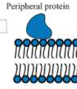 <p>located on the periphery of the membrane/other proteins, can attach/detach themselves at will, generally there for cell functions such as hormones, etc.</p>
