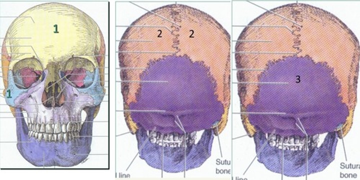 <p>1. Top</p><p>2. Side</p><p>3. Back</p>