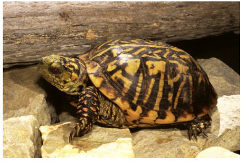 <p>Ornate box turtle</p>
