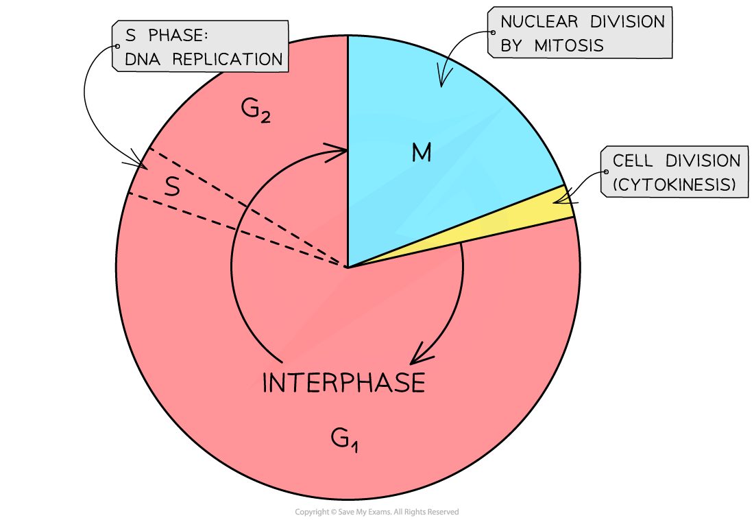<p>These are the overall stages to do with mitosis:</p><ul><li><p>Interphase (the growth period before the cell divides, such as DNA replication)</p></li><li><p>Mitosis (nucleus divides)</p></li><li><p>Cytokinesis (cytoplasm and organelle divides)</p></li></ul><p></p>