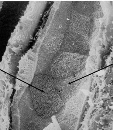 <p>left arrow </p>