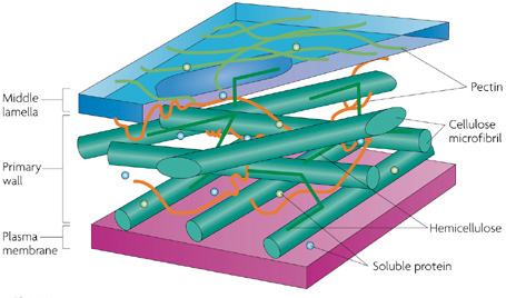 <p>This surrounds the plasma membrane of plant cells and provides tensile strength and protection against mechanical and osmotic stress. It also allows cells to develop turgor pressure, which is the pressure of the cell contents against it.</p>