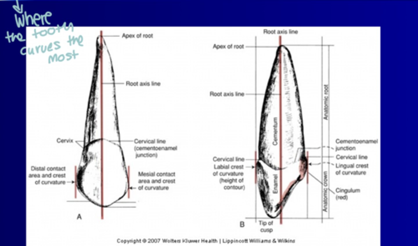 <p>Where the tooth curves the most</p>