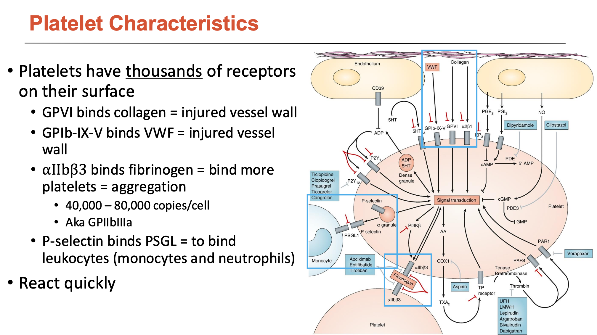 <ol><li><p>GP6 binds collagen = injured vessel wall</p></li><li><p> GPIb-IX-V binds VWF = injured vessel</p><p>wall</p></li><li><p>αIIbβ3 binds fibrinogen = bind more platelets = aggregation</p><ul><li><p>40,000 – 80,000 copies/cell</p></li><li><p>Aka GPIIbIIIa</p></li></ul></li><li><p>P-selectin binds PSGL = to bind leukocytes (monocytes and neutrophils)</p></li></ol><p></p>
