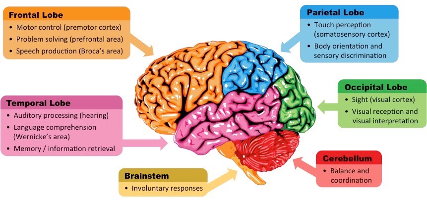 <p>The <strong>major external structures </strong>include the <strong>cerebral cortex, cerebellum </strong>and<strong> brainstem</strong></p>