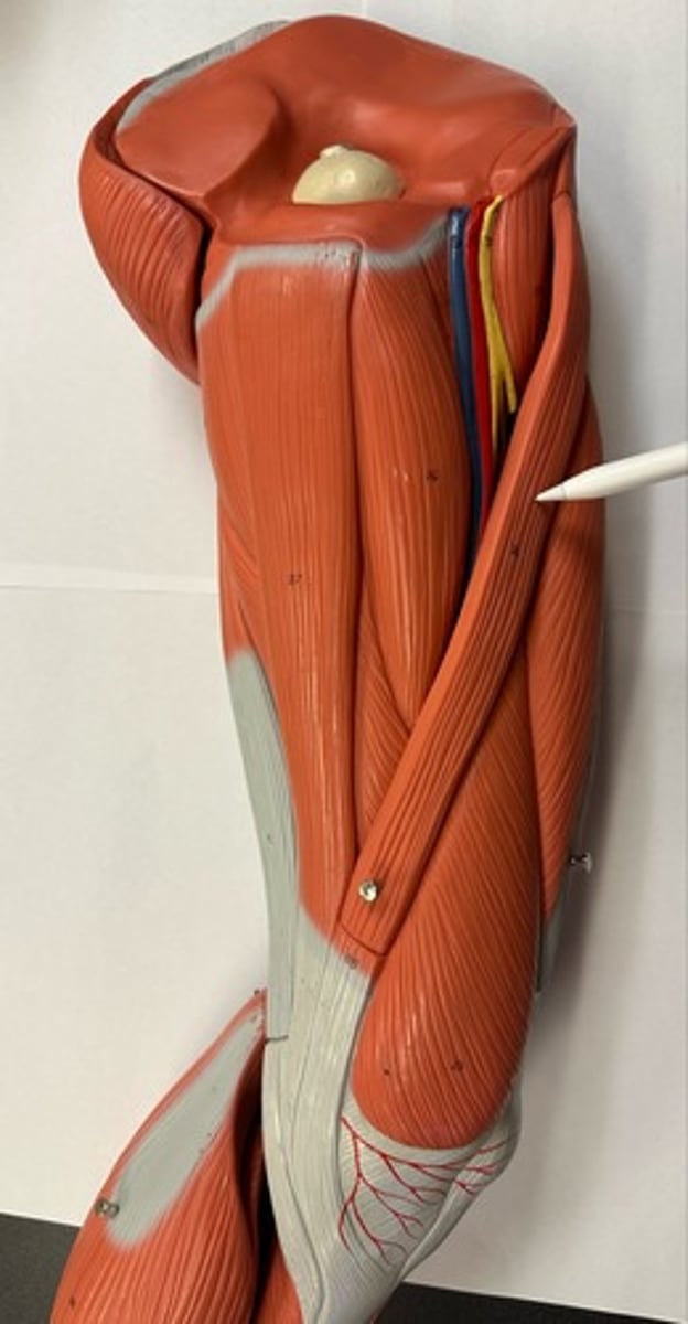 <p>What are the (2) attachments of the Sartorius?</p>