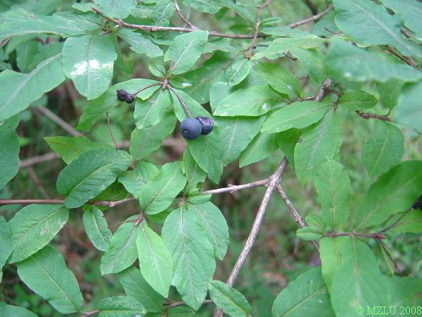 <p><span><em>Lonicera nigra</em></span></p>