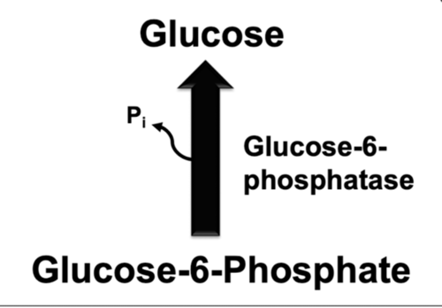 <p>*do NOT have in skeletal muscle</p><p>activated by:</p><p>-glucose-6-phosphate</p><p>-glucagon</p>