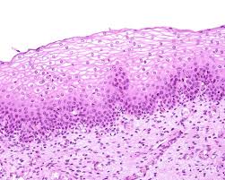 <p>what type of tissue is this?</p>