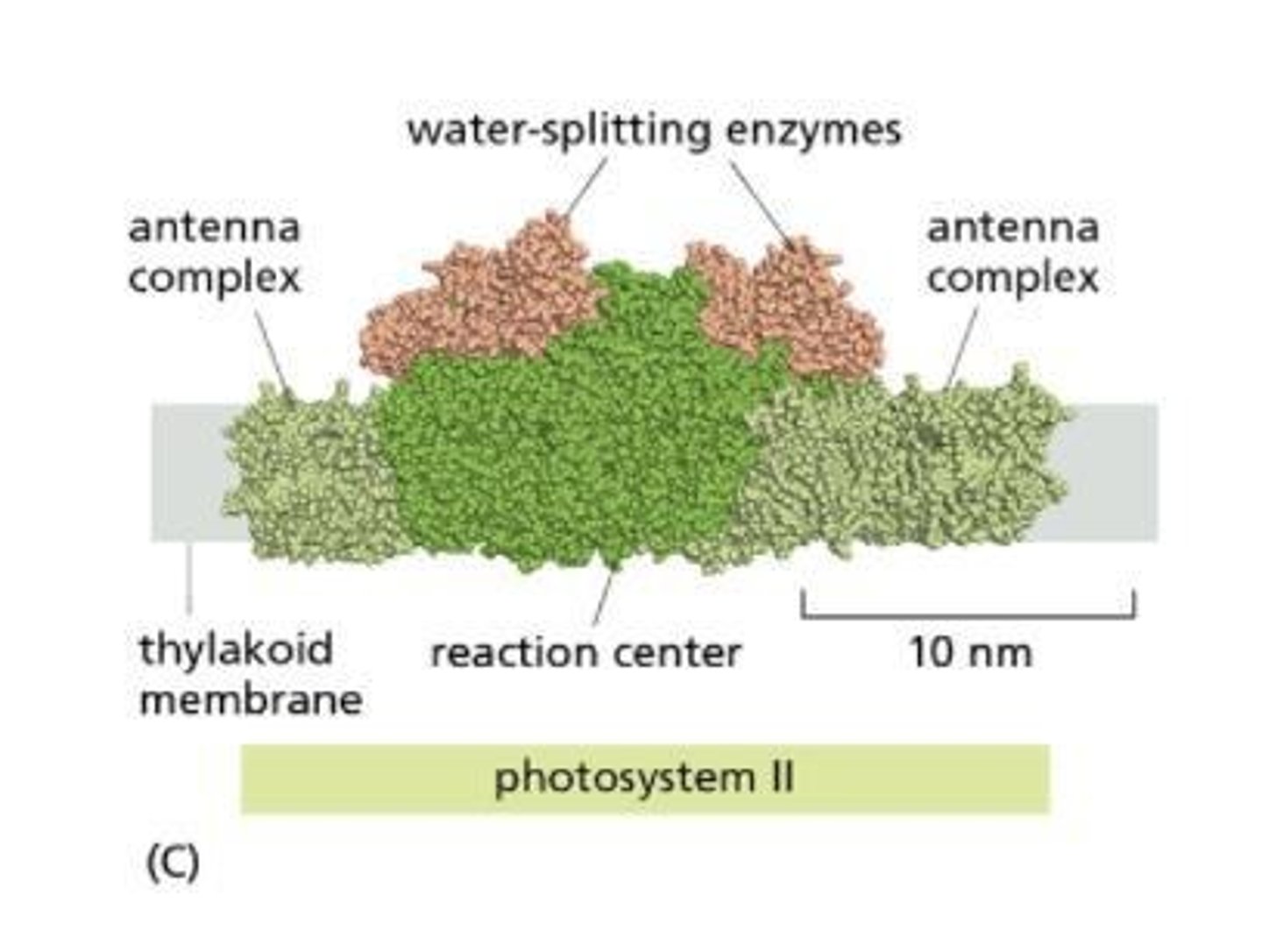 <p>Rubisco attaches CO2 to RuBP during carbon fixation</p>