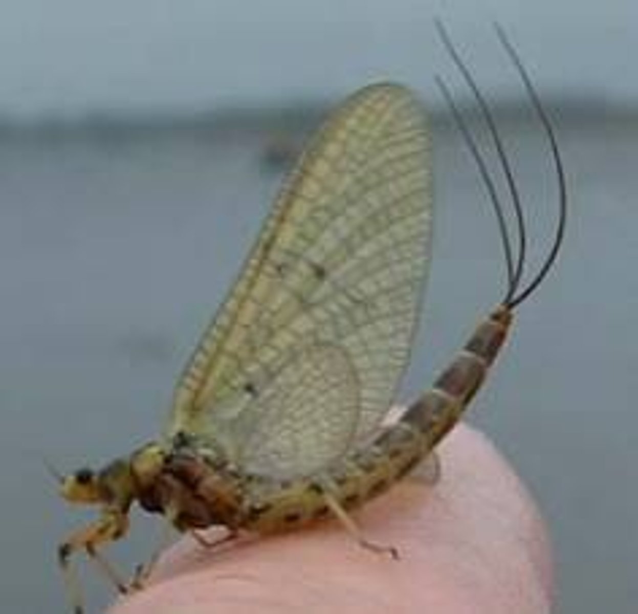 <p>Mayflies (remember adults are short-lived)</p><p>- adults do not feed, only disperse, mate, and die</p><p>- Large triangular front wings</p><p>- 1 median caudal filament and 2 cerci (long)</p><p>- Adults terrestrial, nymphs aquatic (respire thru abdominal gills)</p><p>- Relatively long life cycles (live as nymphs for months to years)</p><p>- Subimago stage - final stage before molting to adult (imago)</p><p>Mass emergence swarms, lay eggs in water</p><p>Very important in food webs</p>