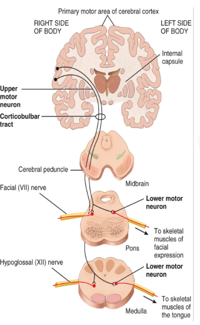 <ul><li><p>Located in the peripheral nervous system</p></li><li><p>The cell bodies of these neurons are located in the ventral horn of the spinal cord</p></li><li><p>These neurons transmit information from the spinal nerves to the effectors (skeletal muscles)</p></li></ul><p></p>