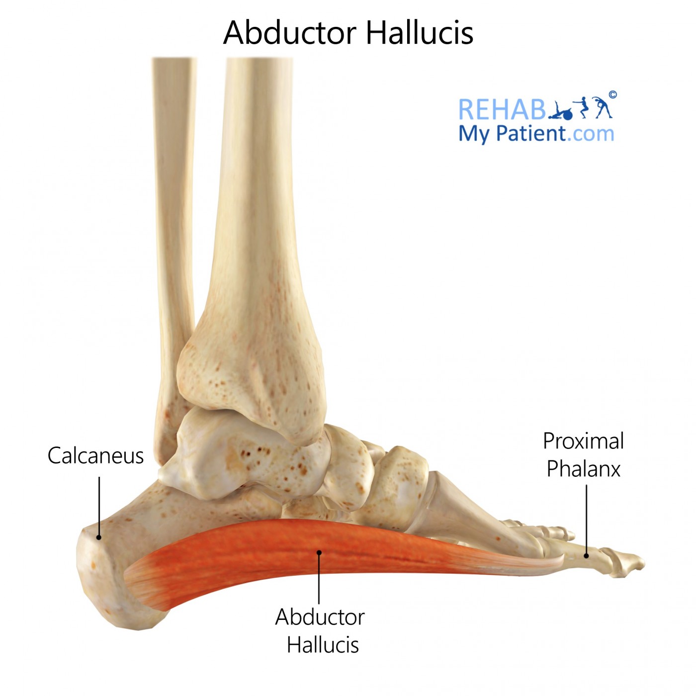 <p>Abductor Hallucis Origin</p>