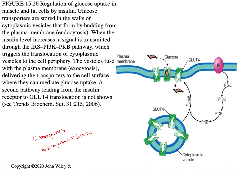 <ul><li><p>Glucose binds, transporter changes shape to release glucose inside cell</p></li><li><p>Insulin regulates GLUT4 (increase in blood glucose levels triggers secretion of insulin, stimulating the uptake of glucose)</p></li><li><p>Insulin triggers transporter to move to cell surface (membrane)</p></li></ul><p></p>