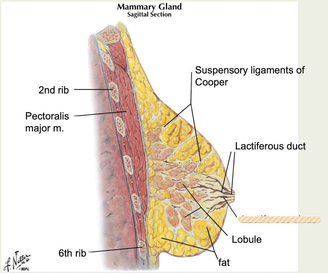 <p>deep to areola, dilated region of lactiferous duct</p>