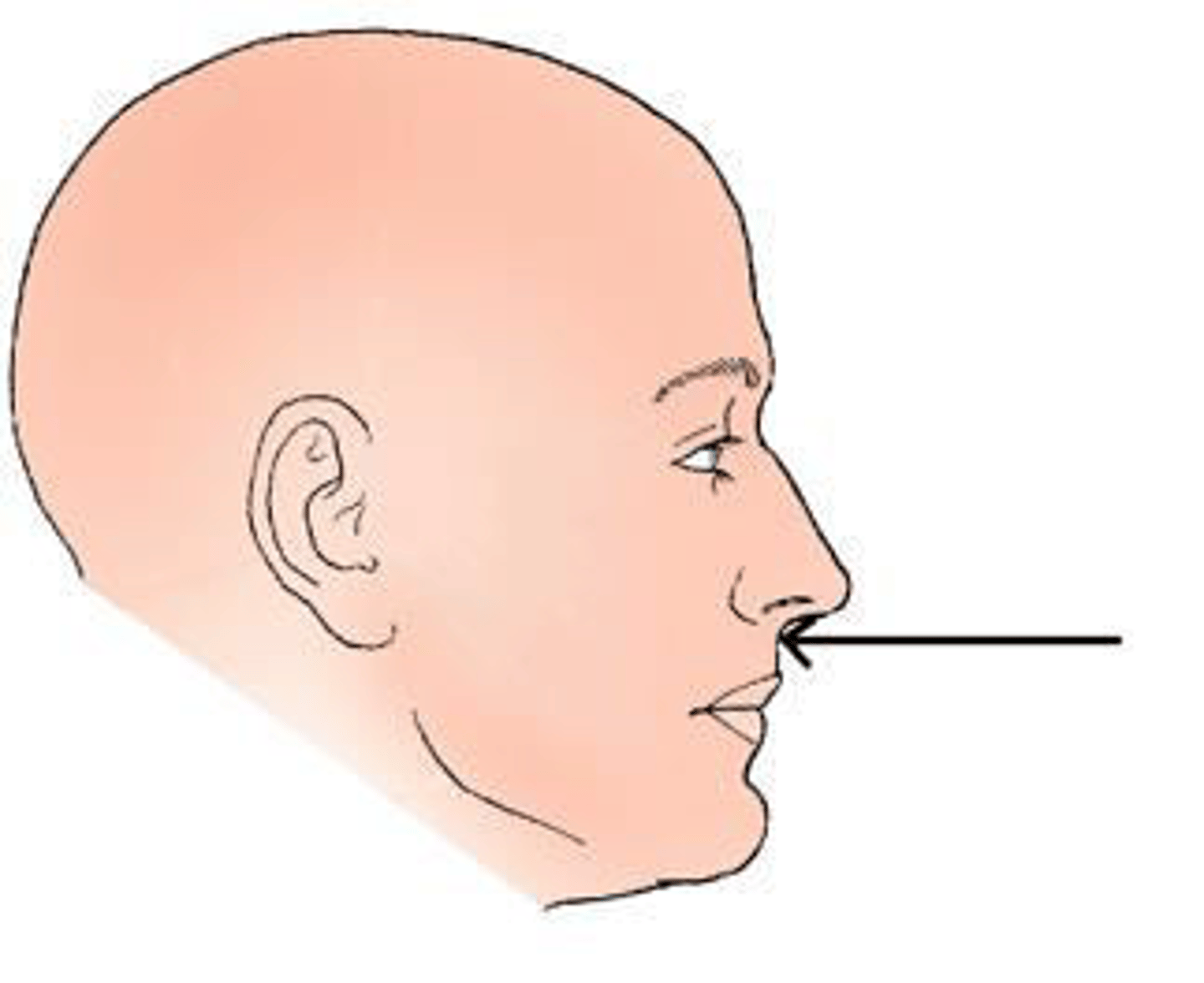 <p>c. acanthion.</p><p>3 multiple choice options</p>