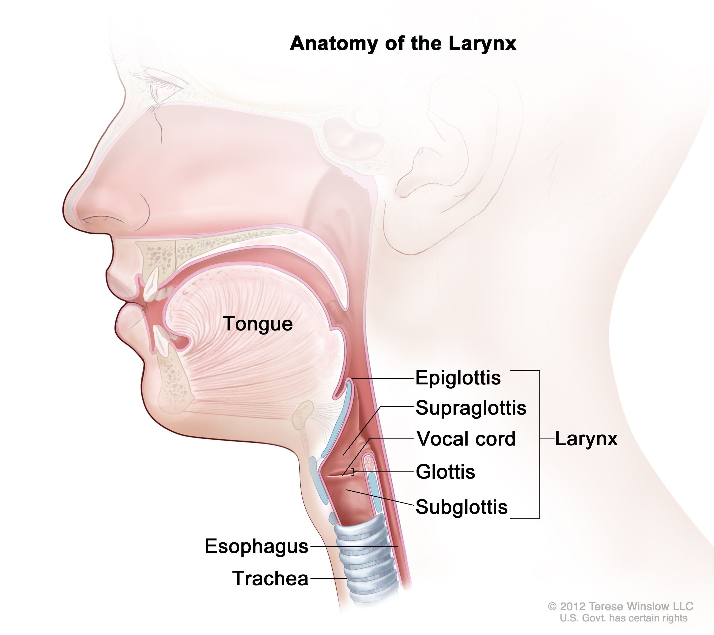 <p>glottis<br>eg. epiglottitis</p>