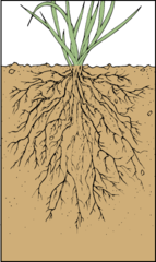 <p>-Large number of fine roos of similar diameter</p><p>-Monocots and some dicots</p><p>-Examples: wheat, rice, banana, onion</p>