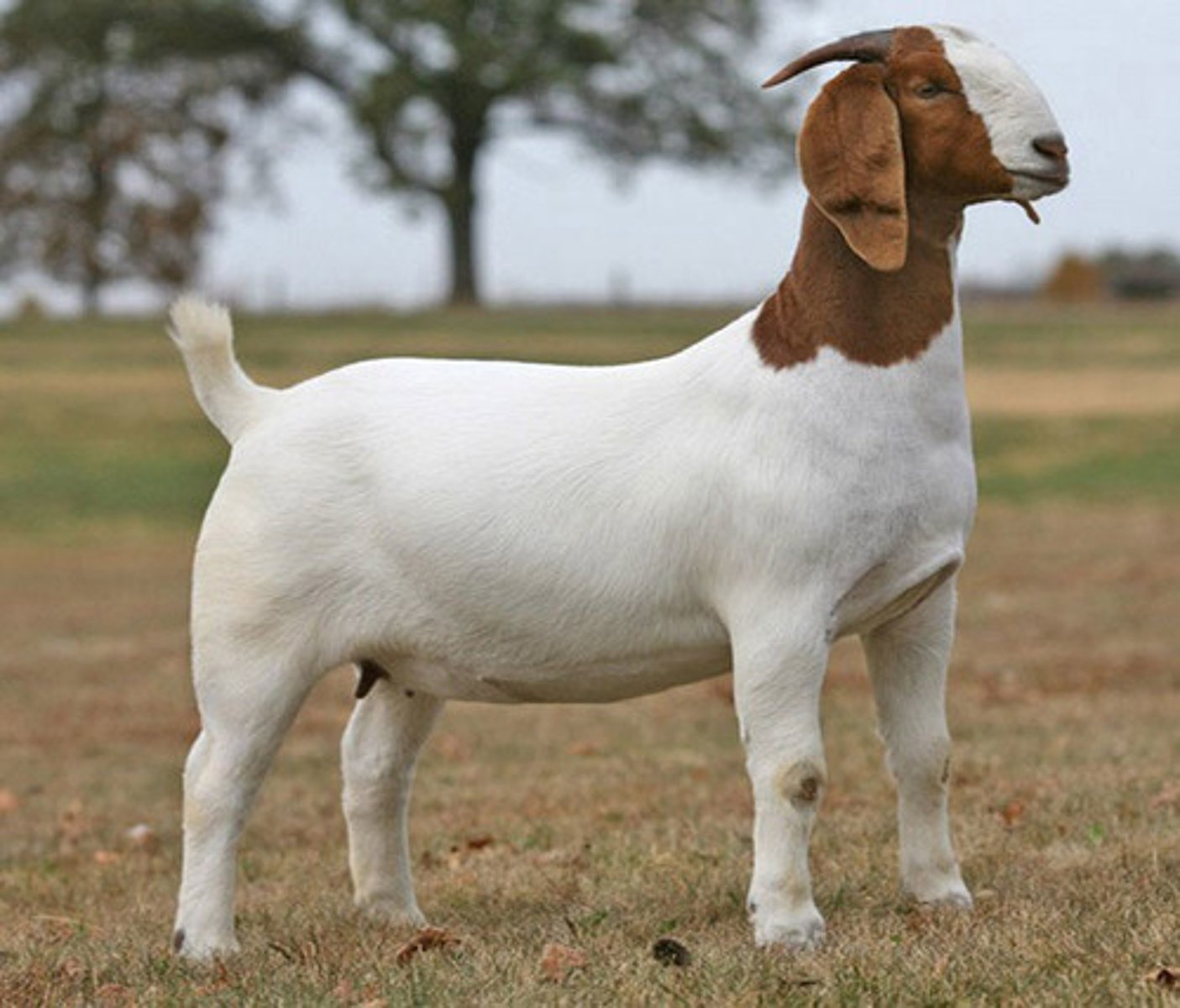 <p>short coat, brown face, ultra convex face, backwards horns, meat, semi-extensive</p>