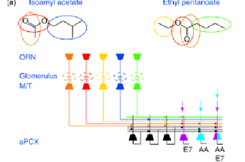 <ul><li><p>located toward from of the olfactory cortex and receives direct input ffrom mitral and tufted cells in main olfactory bulb </p></li><li><p>the aPCx intergrates signals from multiple glomeruli to form a unified percept of an odour object </p></li><li><p>e.g a banana odour is composed of many chemical components (e.g isoamyl acetate and ethyl pentanoate) but the aPCx represents it as a single odour object </p></li><li><p>this is crcuial for recognition and categorisation of odours in real world contexts </p></li></ul><p></p>