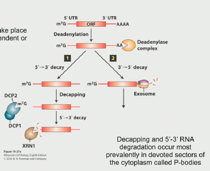 <ol><li><p>Poly-A tail becomes deadenylated by deadenylase (it shortens the Poly-A tail until there isn’t a large enough attachment point for Poly-A binding protein C to attach, <strong>leaving the mRNA vulnerable to degradation</strong></p></li><li><p>Another complex, known as the <strong>exosome, </strong>attacks the mRNA from the 3’-5’ end</p></li><li><p><strong>This is the common degradation process in mammalian cells</strong></p></li></ol><p>This method of degradation can take place anywhere in the cytoplasm or in the nucleoplasm</p><p></p>